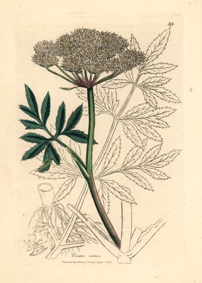 Cicuta acquatica dai fiori bianchi, Cicuta virosa, da un