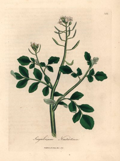 Crescione d