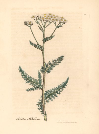 Achillea millefolium a fiori bianchi, da un