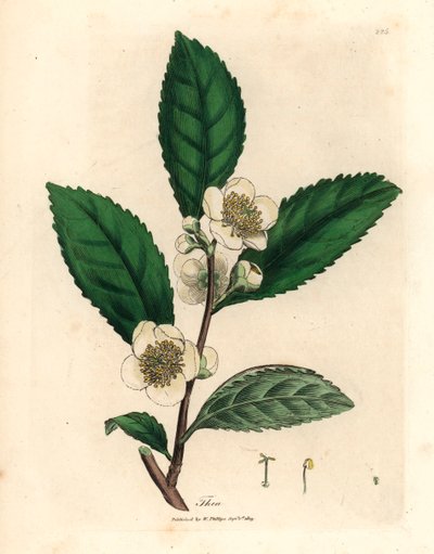 Fiori bianchi e foglie di tè verde, Thea bohea, Camellia sinensis, da un