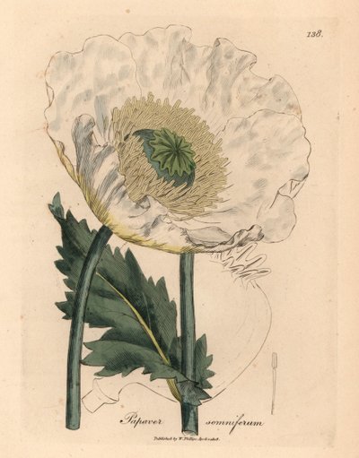 Papavero bianco, Papaver somniferum, da un