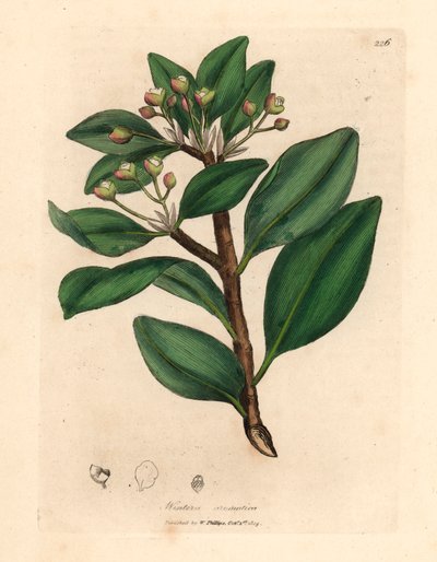 Albero della corteccia d