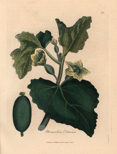 Cetriolo schizzante a fiori gialli, foglie e frutti, Momordica elaterium, da un