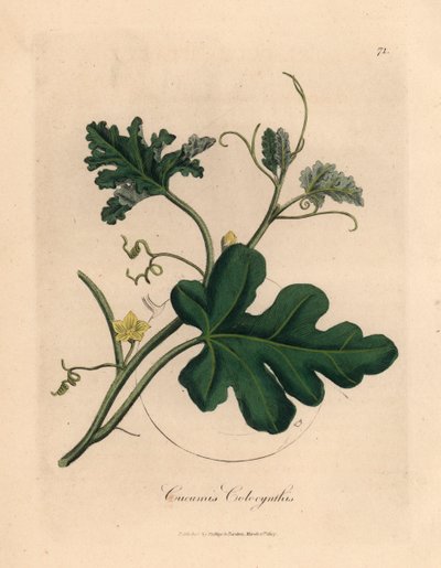 Cetriolo amaro a fiori gialli, Cucumis colocynthis, da un