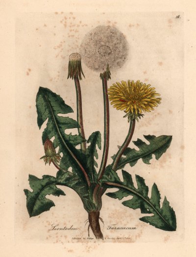 Tarassaco comune a fiori gialli, Leontodon taraxacum, da un