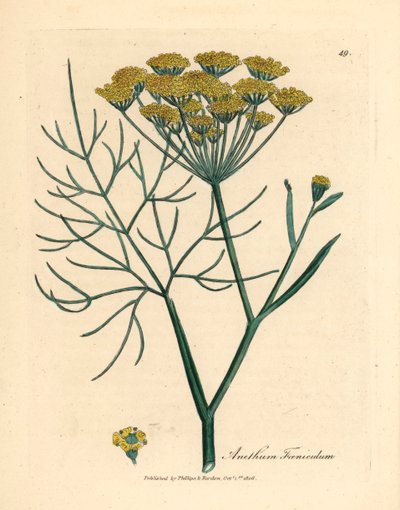Finocchio a fiori gialli, Anethum foeniculum, da un