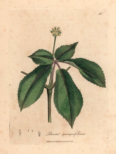 Pianta di ginseng a fiori gialli, Panax quinquefolium, da un