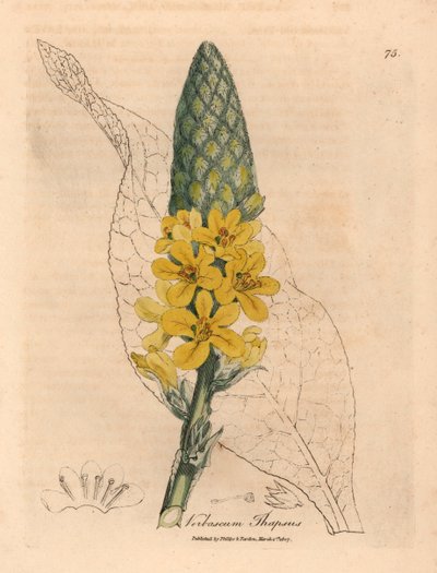 Verbasco a foglie larghe e fiori gialli, Verbascum thapsus, da un