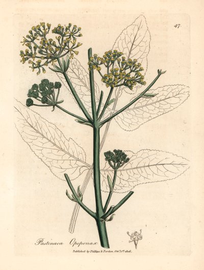 Opopanax a fiori gialli o pastinaca ruvida, Pastinaca opopanax, da un