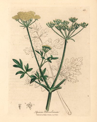 Prezzemolo a fiori gialli, Apium petroselinum, da un