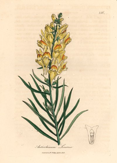 Bocca di leone a fiori gialli, Antirrhinum linaria, da un