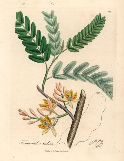 Albero di tamarindo a fiori gialli, Tamarindus indica, da un