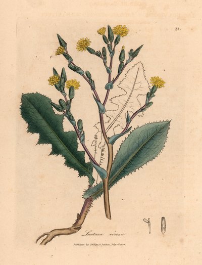 Lattuga selvatica a fiori gialli, Lactuca virosa, da un