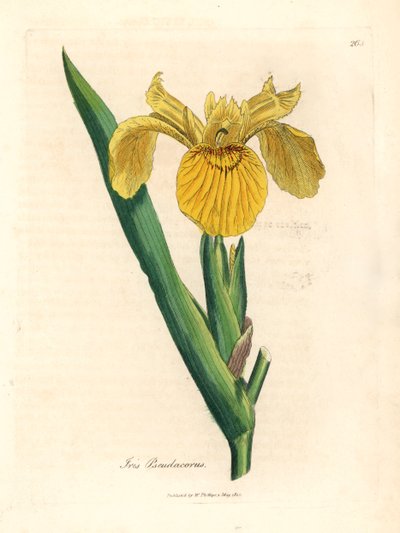 Bandiera d