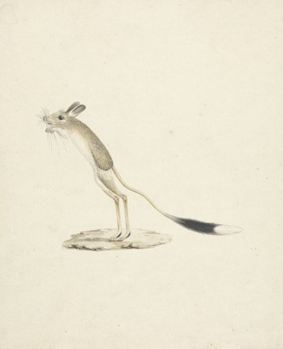 Jerboa n. 4 da James 1730 94 Bruce