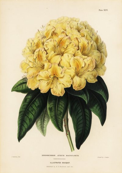 Rododendro dorato, Rhodendron aureum magniflorum da James Andrews