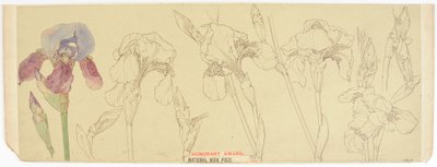 Studi Botanici da James Atherton