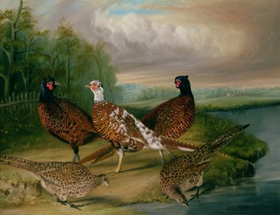 Fagiani lungo il fiume Wensum, Norfolk da James Blazeby