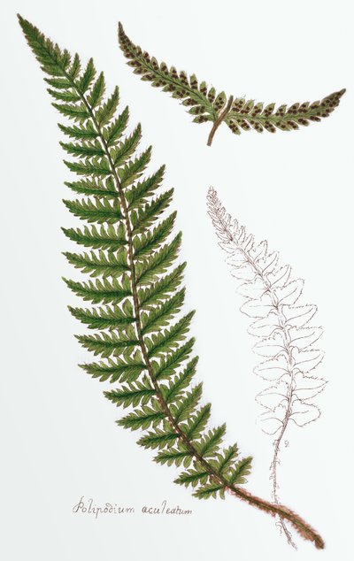 "Polipodium aculeatum", ora Polystichum achuleatum, una felce comune dei boschi umidi in tutto il Regno Unito, da "Filices Brittanicae; una storia delle felci britanniche", 1785 da James Bolton