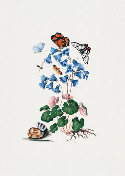 Primula nana da James Bolton