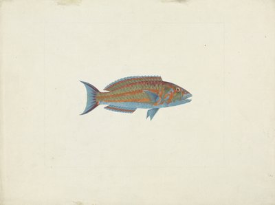 Un pesce, El Hudderi Imbo da James Bruce
