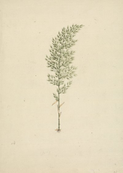 Arundinaria alpina K. Schum. (Bambù africano): disegno finito dell