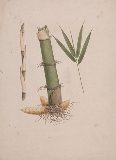 Arundinaria alpina K. Schum. (Bambù africano): disegno finito di sezioni di stelo e di germoglio con foglie da James Bruce