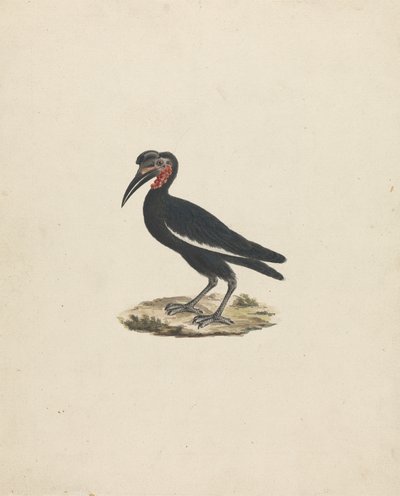 Bocorvus abyssinicus (Bucorvo abissino) da James Bruce