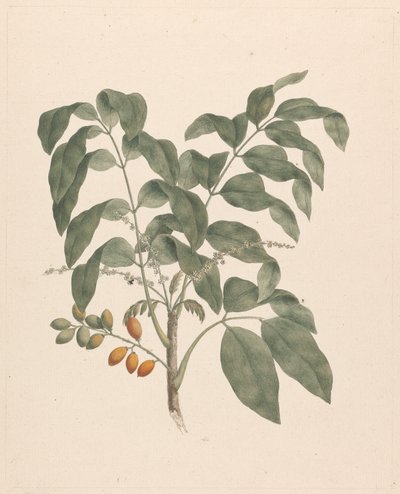 Brucea antidysenterica J. Miller (Albero di James Bruce): disegno finito con stelo di frutti aggiunto da James Bruce