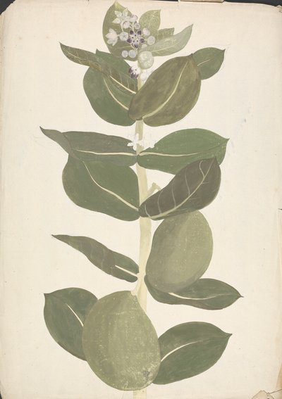 Calotropis procera (Ait.) Ait. f. (Mela di Sodoma, Albero Auricolare): disegno finito di pianta in fiore e fruttificazione da James Bruce