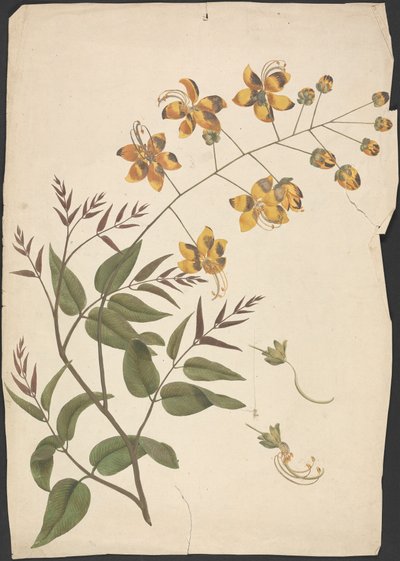 Cassia Fistula (cassia purgante): disegno finito di un germoglio foglioso con fiori da James Bruce