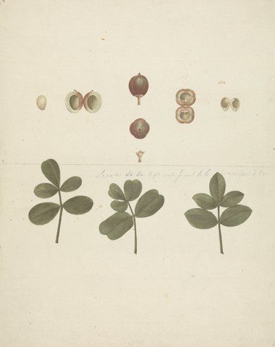 Commiphora gileadensis (L.) C. Chr. (Balsamo di Galaad, Opobalsamo): disegno finito di frutti, frutti sezionati e foglie da James Bruce