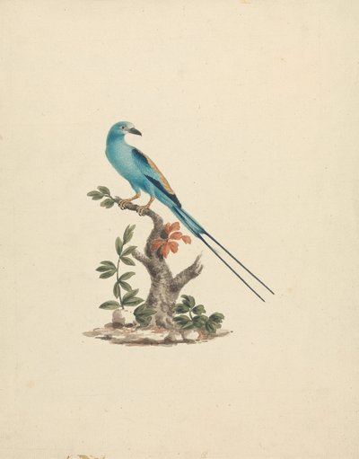Coracias abyssinicus (Ghiandaia abissina) da James Bruce