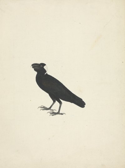 Corvus crassirostris (Corvo dal becco grosso) da James Bruce