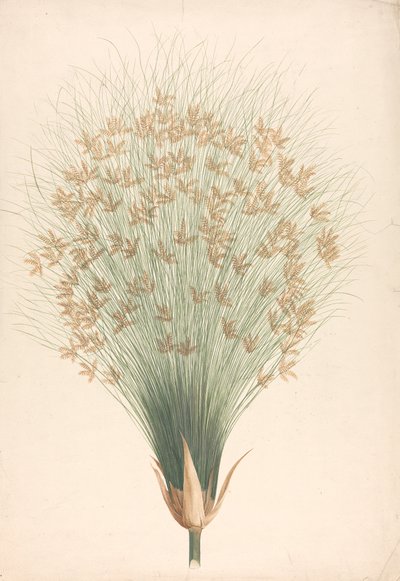 Cyperus papyrus L. (Papyrus Sedge): disegno finito dell