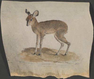Dik-dik da James Bruce