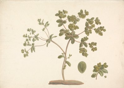 Euphorbia helioscopia L. (Euforbia): disegno finito della pianta in fiore con dettagli di fiori, foglie e frutti da James Bruce
