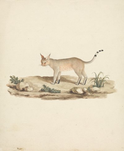 Lince calzata da James Bruce