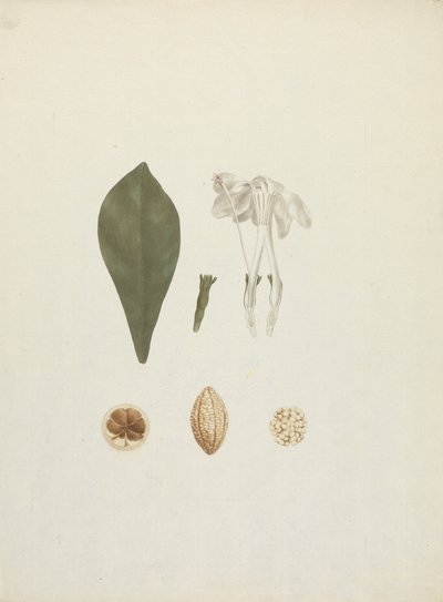 Gardenia ternifolia Schum.& Thonn. (Jovis-Tonantis): disegno finito con dettaglio aggiuntivo del frutto da James Bruce