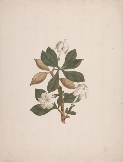 Gardenia ternifolia Schum.& Thonn. (Gardenia selvatica): disegno finito da James Bruce