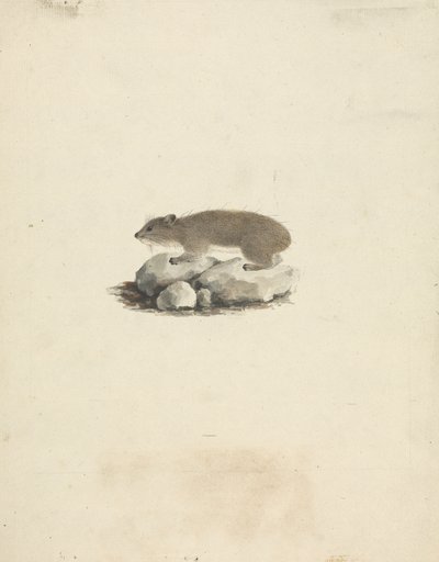 Heterohyrax brucei (Procavia delle Rocce Macchiata di Giallo) da James Bruce