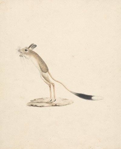Jerboa da James Bruce