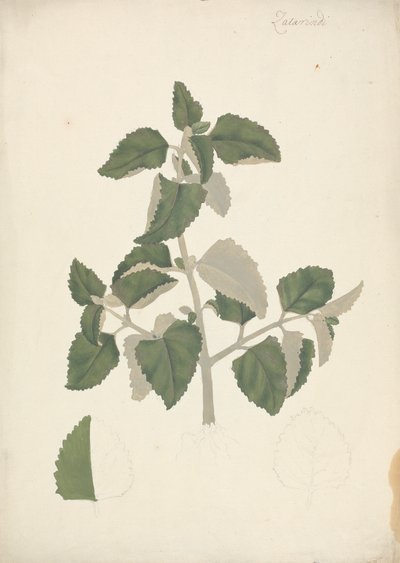 Labiatae (specie indeterminata): disegno finito di un germoglio foglioso, senza fiori da James Bruce