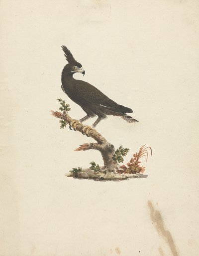 Lophaetus occipitalis (Aquila crestata) da James Bruce