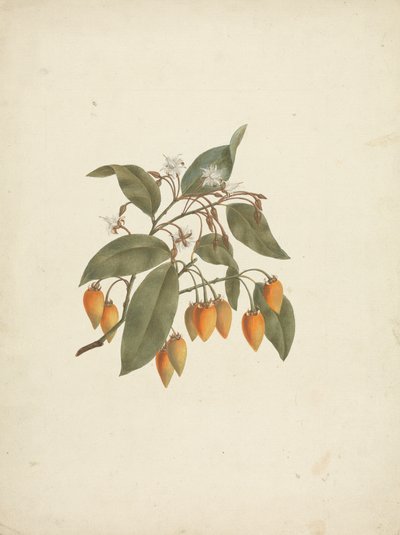 Mimusops kummel A. DC.: disegno finito con alcuni fiori da James Bruce