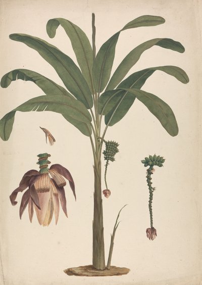 Musa x sapientum L. (Banana): disegno finito con dettagli dell