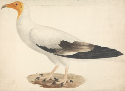 Neophron percnopterus (Avvoltoio egiziano) da James Bruce
