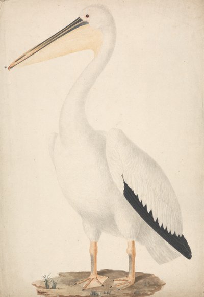 Pelecanus onocrotalus (Grande Pellicano Bianco) da James Bruce