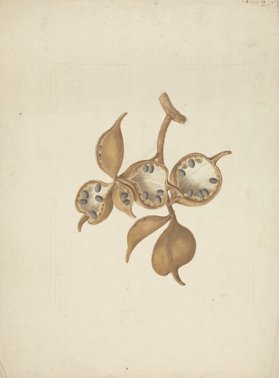 Sterculia africana (Lour.) Fiori: disegno finito del gambo con baccelli di semi, alcuni aperti che mostrano i semi da James Bruce