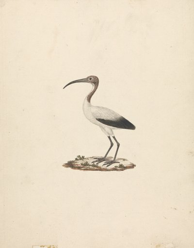 Threkiornis aethiopicus (Ibis sacro africano) da James Bruce